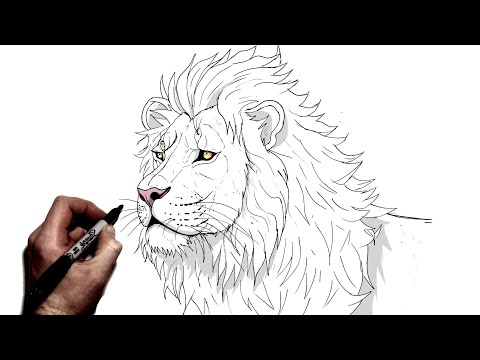 How To Draw A Lion | Step By Step