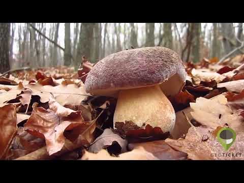 BOLETUS EDULIS AND PINICOLA BIG CATCH - MUST WATCH!