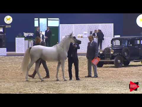 N.40 SADEER AL SHAQAB - SEWC 2019 - 2 Years Old Colts (Class 5)