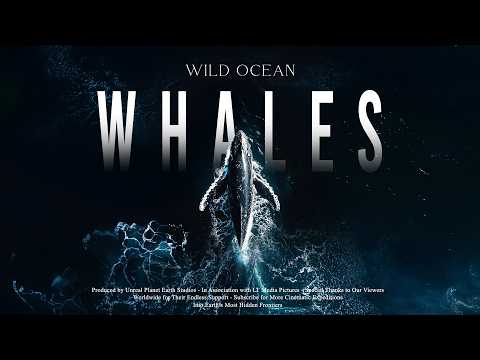 The Wonder of Whales