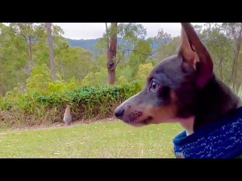 Puppy Sees A Wallaby #letsgo #wallabies #australianwildlife #australia #cute #kangaroos #pets