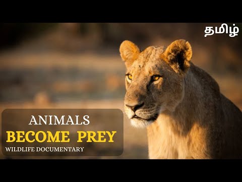 Animal Becoming Prey