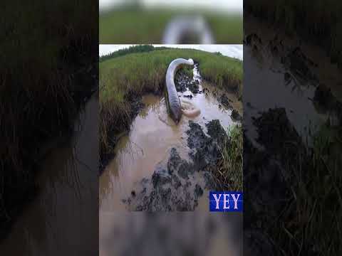 Extraordinary Giant Earthworm #Worms #YesEpicYes #Nature #AI