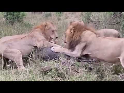 Nkhulu Males Hunting a Buffalo & Roaring | Lion vs Buffalo