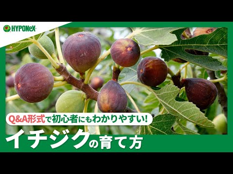 フィカス高麗人参 剪定メンテナンス ベンジャミナ リリカ ルーツ