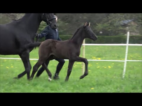 *2021 Stute von Vivino - Desperados SOLD!!!