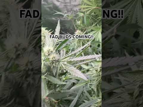 #smokey #anbauen #grow #bio #organic #farming #buds #love #happy #big #plants #pflanzen #legal #420