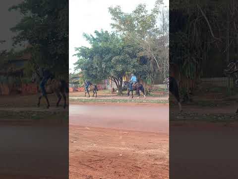 ya que no hay gasolina toca andar a caballo 🏇 #riberalta #beni #bolivia