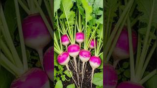 Download lagu Amazing Health Benefits of Turnips 🥗 | Turnip Uses You Didn’t Know mp3