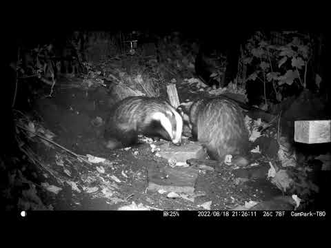Badger compilation young female gets grumpy over her food Nature UK British Wildlife Browning Recon