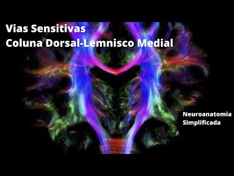 Vias Sensitivas - Coluna Dorsal-Lemnisco Medial - Neuroanatomia Simplificada