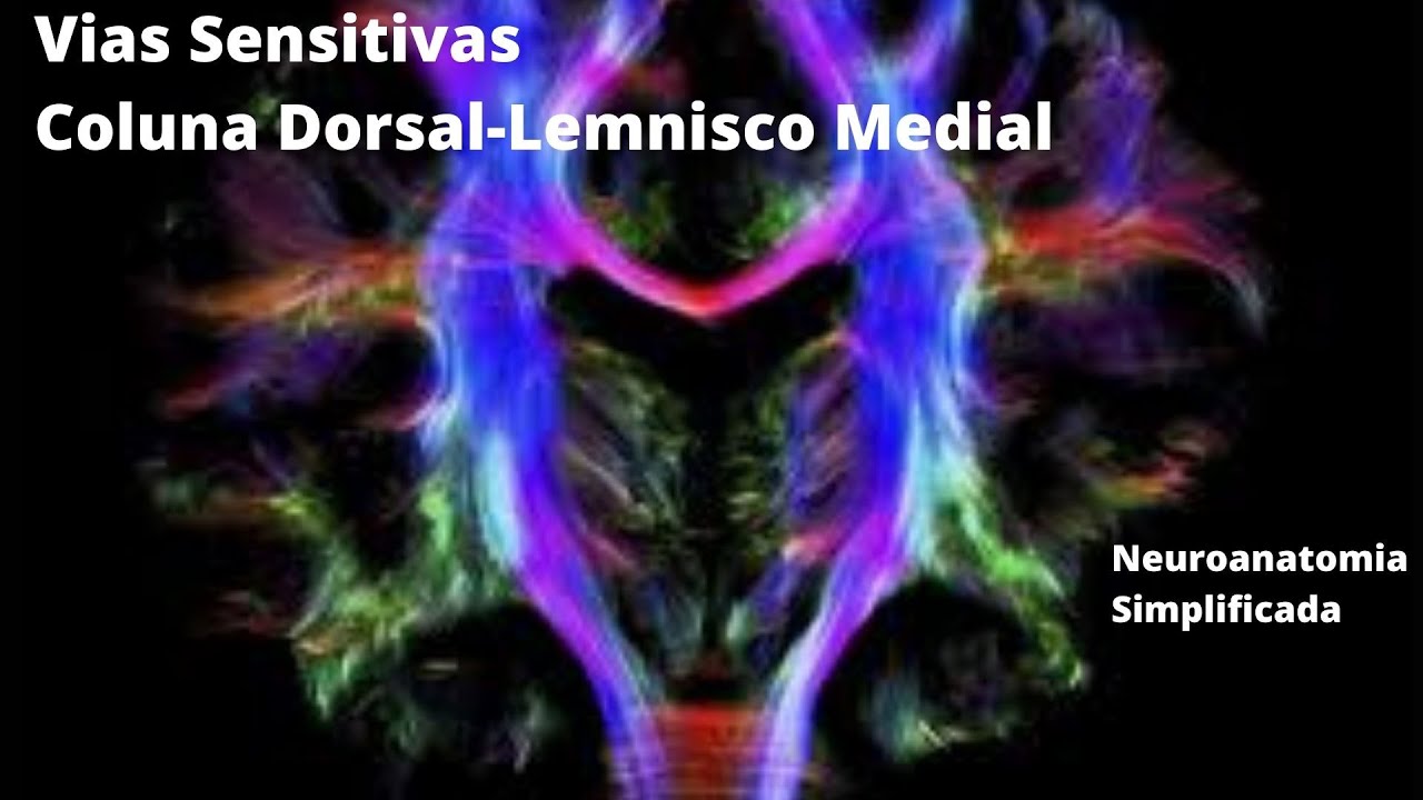 Vias Sensitivas - Coluna Dorsal-Lemnisco Medial - Neuroanatomia Simplificada