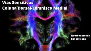 Vias Sensitivas - Coluna Dorsal-Lemnisco Medial - Neuroanatomia Simplificada
