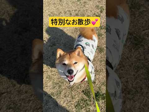 過去1スムーズなお散歩交渉🐾#柴犬 #豆柴 #shibainu #犬 #犬のいる暮らし #shorts