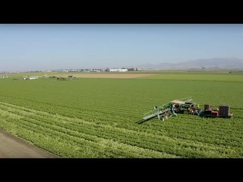 The Source Live | D'arrigo California - Andy Boy Broccoli Rabe