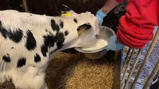 Incredible Snake Extreme Modern Farm #WithMe​​ Cow Farming Automatic Milking Milk Feeding Transport