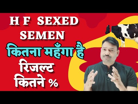 HF sexed Semen Straw Rate & Result