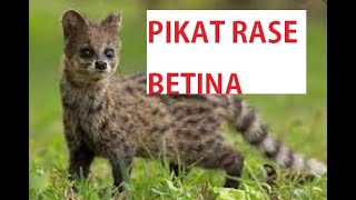 Download lagu SUARA ANAK RASE MEMANGGIL INDUKNYA / PIKAT RASE BETINA mp3