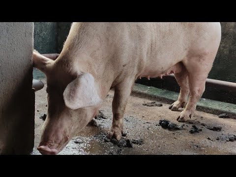 , title : 'pig Breeds | Landrace | Swine management | Agri Life with Dilupa Akalanka'
