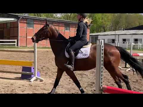 DIA VIOLA 5j. v. Double Impact - Voltaire - Achill Libero VB 15.000,- Euro