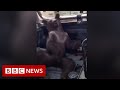 Bear Cub High On Hallucinogenic Mad Honey Rescued By Park Rangers BBC News