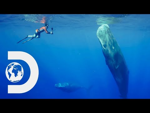 Serene Whale Pod Sleeping Together In Harmony | Chasing Ocean Giants