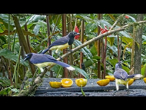 Oropendola Flees When Black-chested Jays Arrive To Share The Panama Fruit Feeder – Nov. 22, 2021
