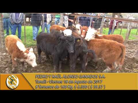 18-08-17 Venta de Macho y Hembra - Pedro y Raúl Alonso Ganados S.A. - Tandil