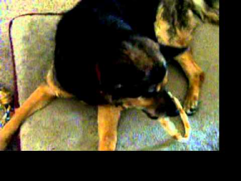 Albi enjoys a rawhide ring chewtoy