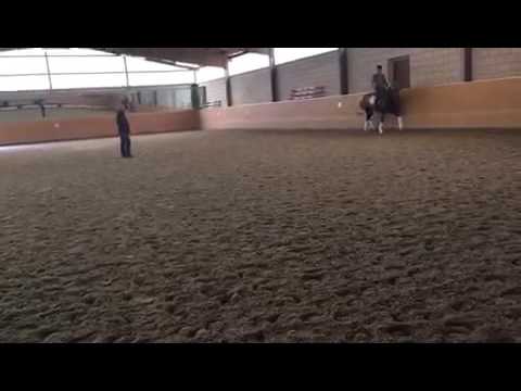 Altmarkhofs Hippophae, StPrSt. v. Belissimo M,  Dunkelisabell