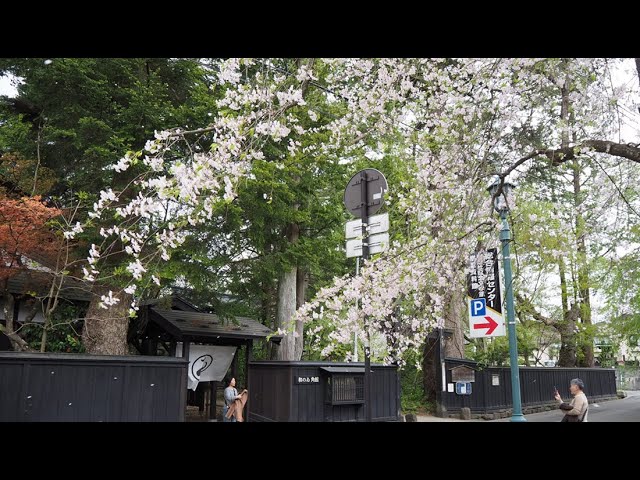 2024 [Kakunodate Cherry Blossoms] Blooming Status April 24th