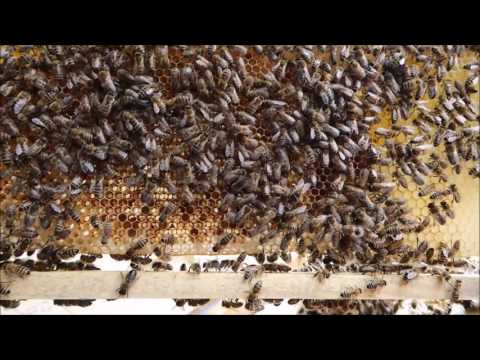 Jacey Woods Apiary 6 July 2016 Looking To Better Weather