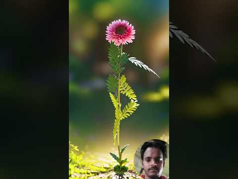 Flower dancing video          #dancevideo #trendingshorts #flowers #Harendraofficial