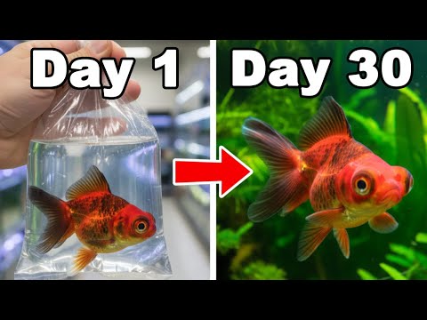 I Got a Pet Goldfish