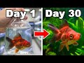 I Got A Pet Goldfish