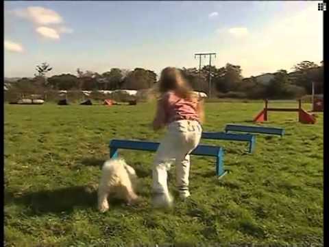 Kittens & Rebecca's Dog