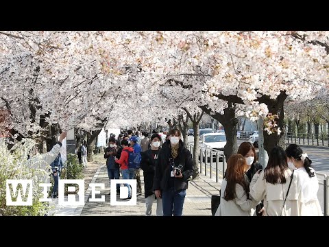 韓国の街はいま、“日常“を徐々に取り戻しつつある：新型コロナウイルスの新規感染が低水準で推移する国の現在 | WIRED.jp