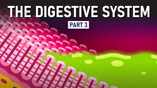 The Making of Feces | Digestive System