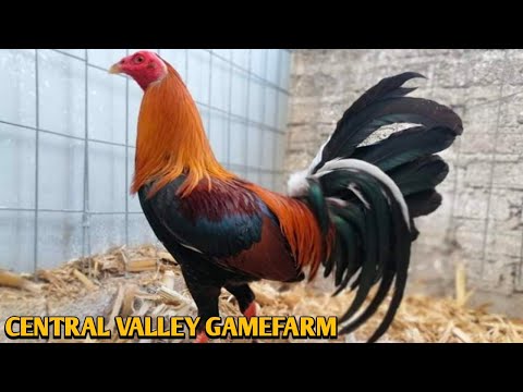 Sweater McLean hatch Brownie Kelso - CENTRAL VALLEY FARM