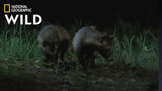 הכירו את כלבי הדביבון של דרום קוריאה | קוריאה הפראית