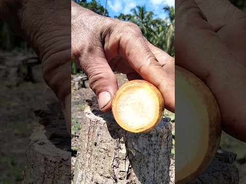 The Surprising Powers of Super Fresh Betel Nut!