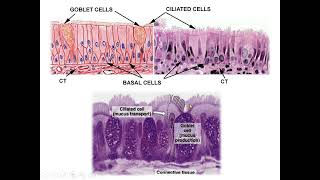 Histologia do Sistema Respiratório - parte 1
