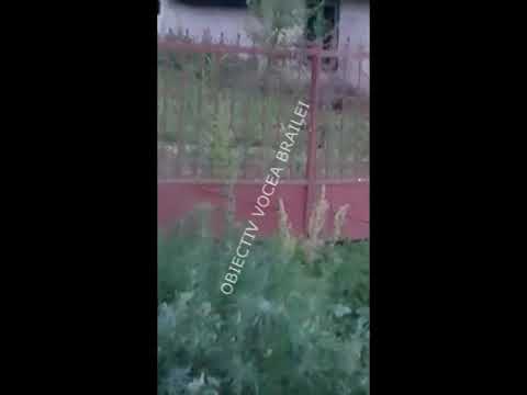 Invazie de vulpi in Caineni Bai