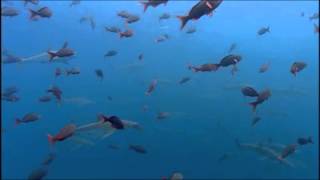 Ween - Waving My Dick In the Wind, Ocean