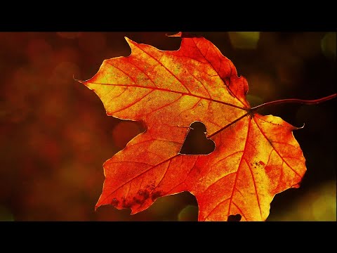 Dortmunder  Herbst   Impressionen 2020