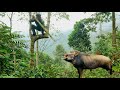 FULL VIDEO: wild boar attacks people, survive alone, skills, boar traps, survival instincts