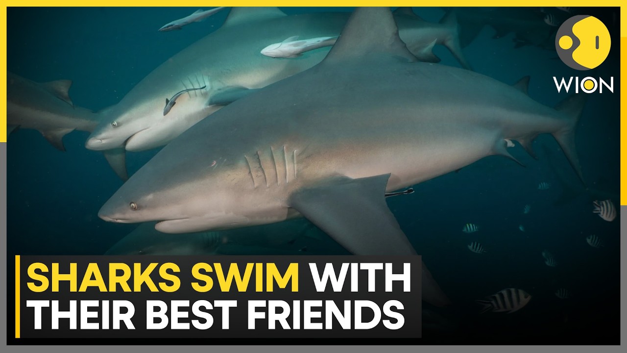 Study Finds Sharks Prefer Swimming Side By Side With “Best Friends” | WION