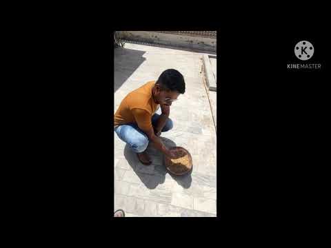 Feed Back About Pigeons Feed || Jo dana Dosto Ko Bheeja Response Aya Shukria Friends