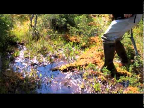 The dangers of deep exploring in the NJ Pine Barrens