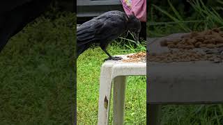 Download lagu Grabby grey squirrel and gobbly crow #short #squirrel #crow mp3